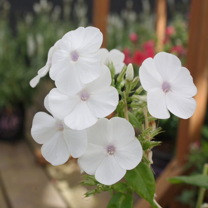 Al's Garden & Home 'Fashionably Early Crystal' Garden Phlox (Phlox paniculata), 1 Gallon perennial