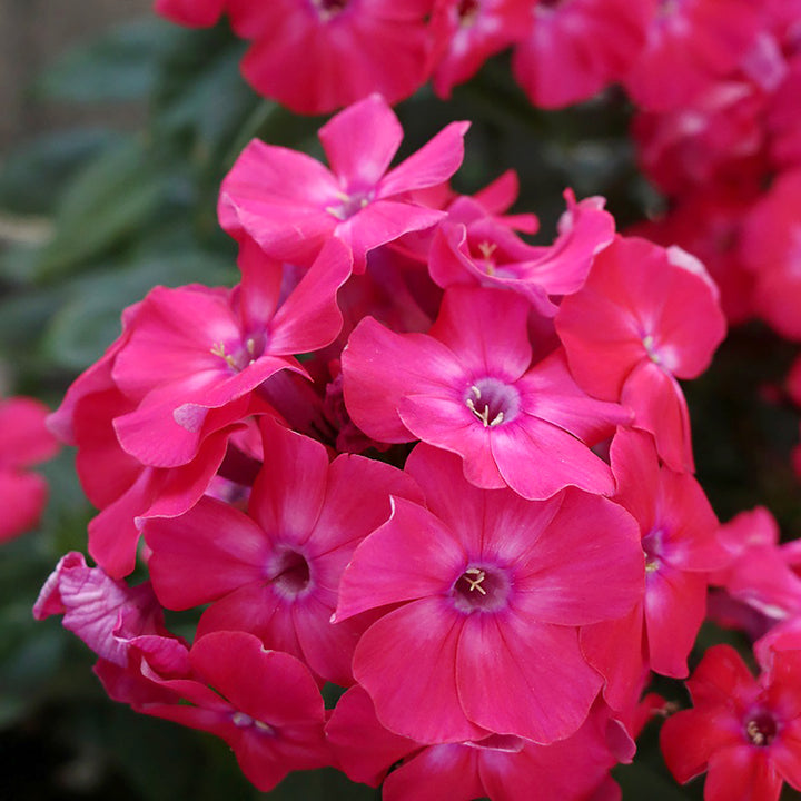 Al's Garden & Home 'Flame Pro Cerise' Garden Phlox (Phlox paniculata), 1 Gallon perennial