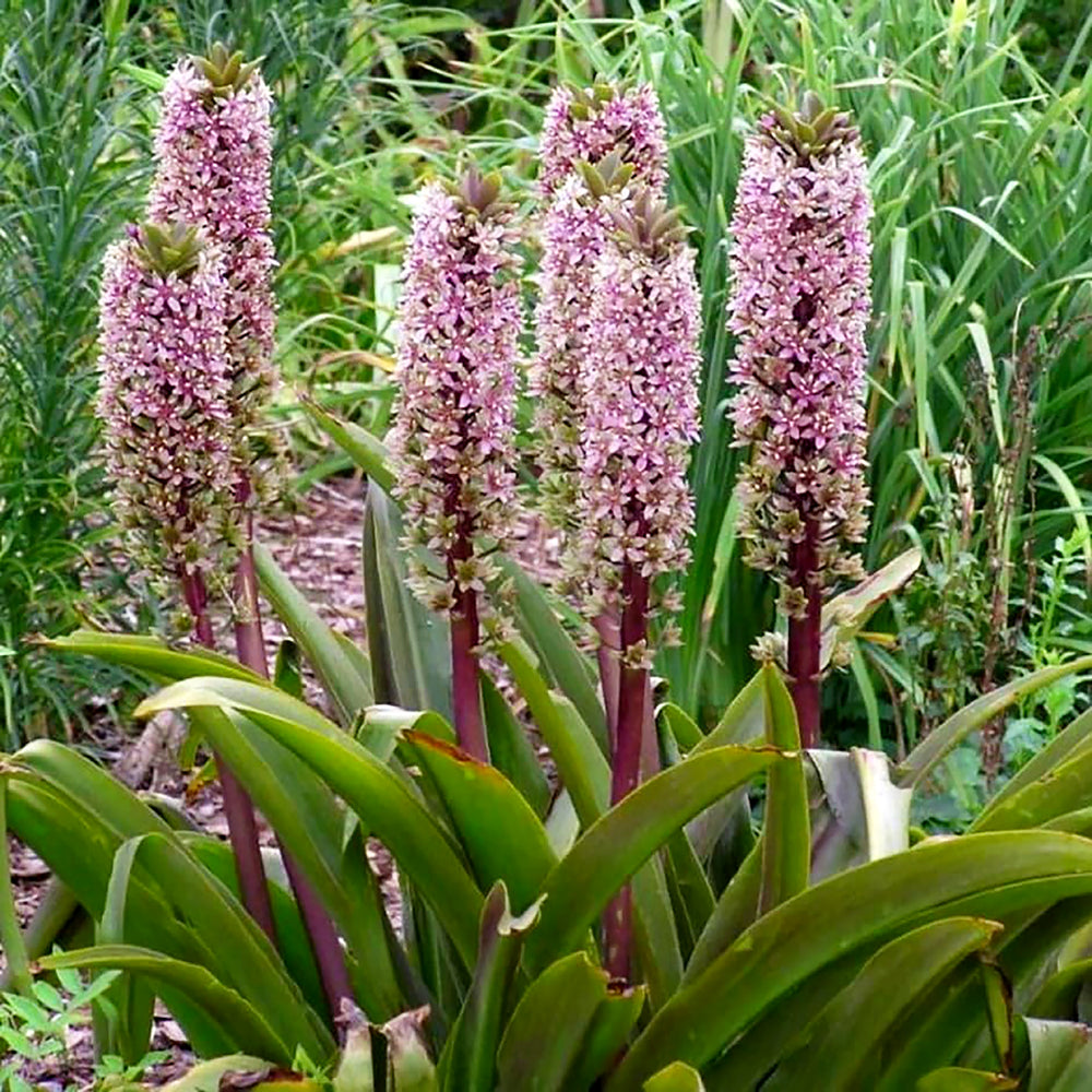 Al's Garden & Home 'Dark Burgundy' Pineapple Lily (Eucomis), 1 Gallon 