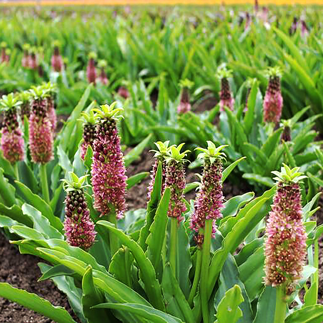 Al's Garden & Home 'Klein Apple Candy' Pineapple Lily (Eucomis), 1 Gallon 