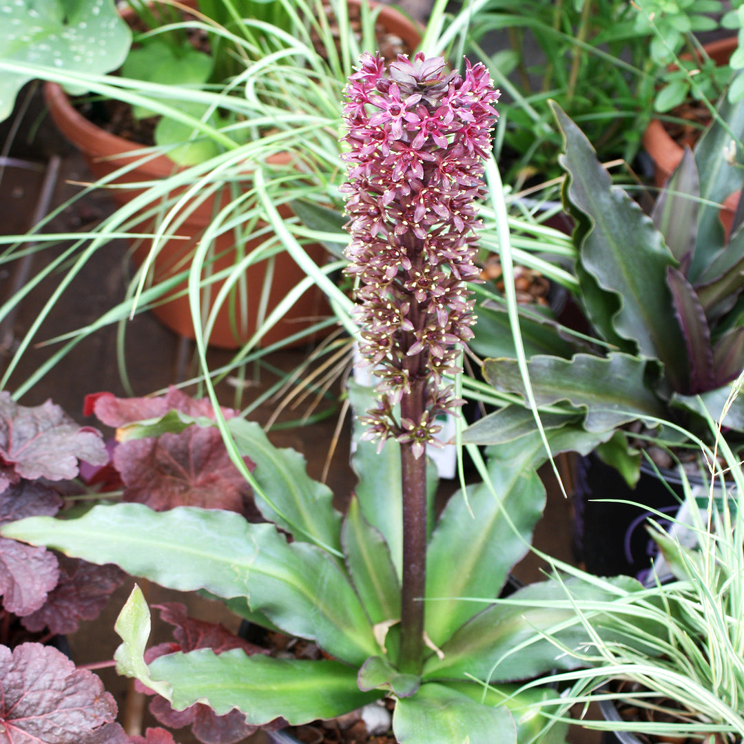 Al's Garden & Home 'Klein Chocolate' Pineapple Lily (Eucomis), 1 Gallon 