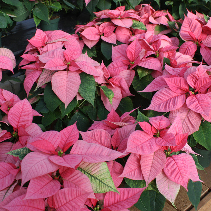 Poinsettia