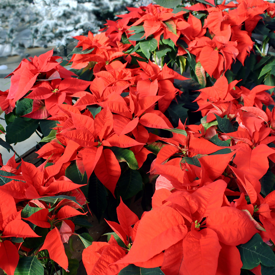 Poinsettia