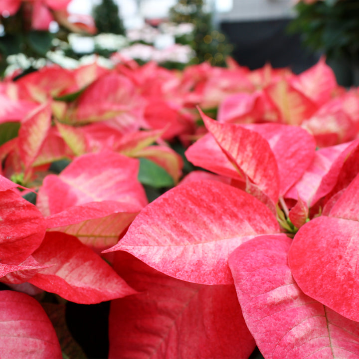 Poinsettia