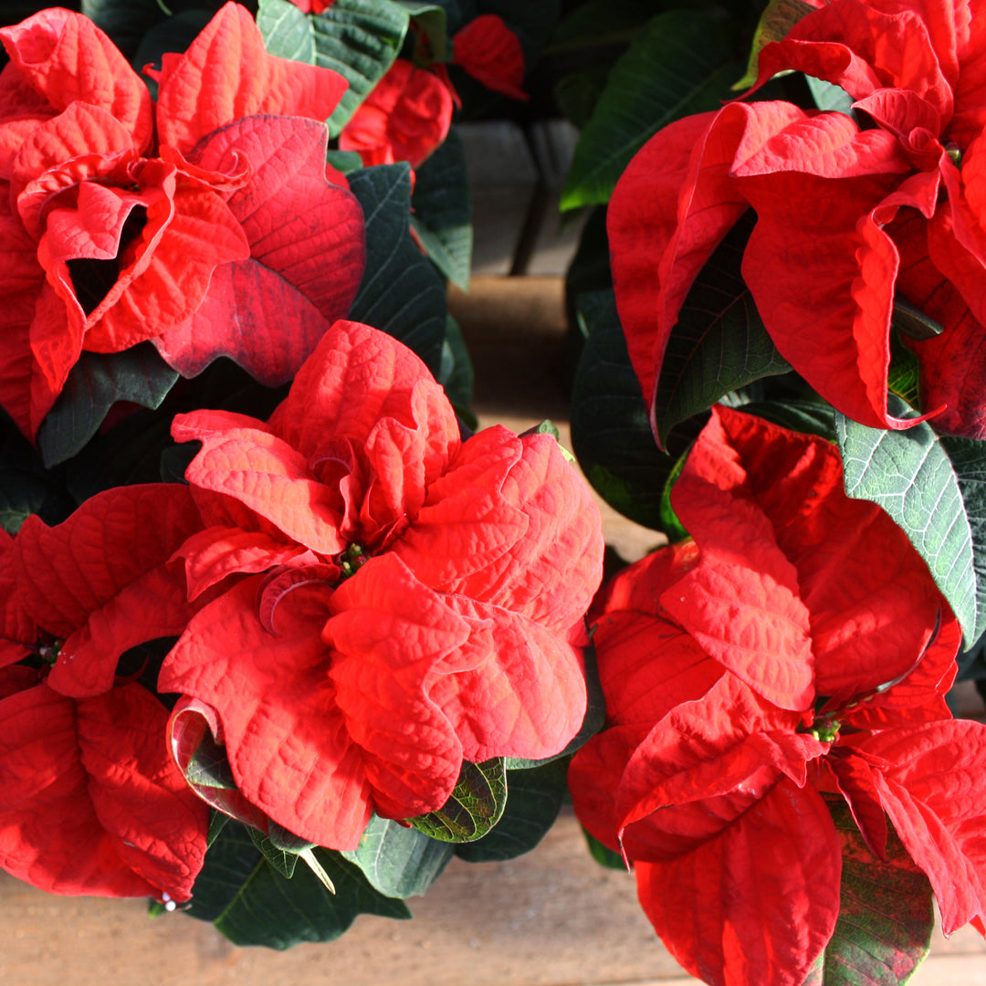 Poinsettia