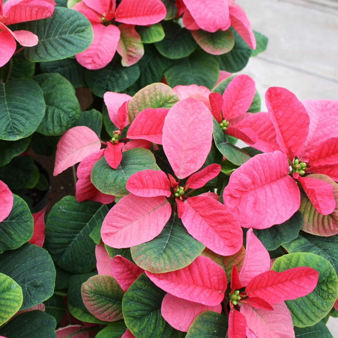 Poinsettia