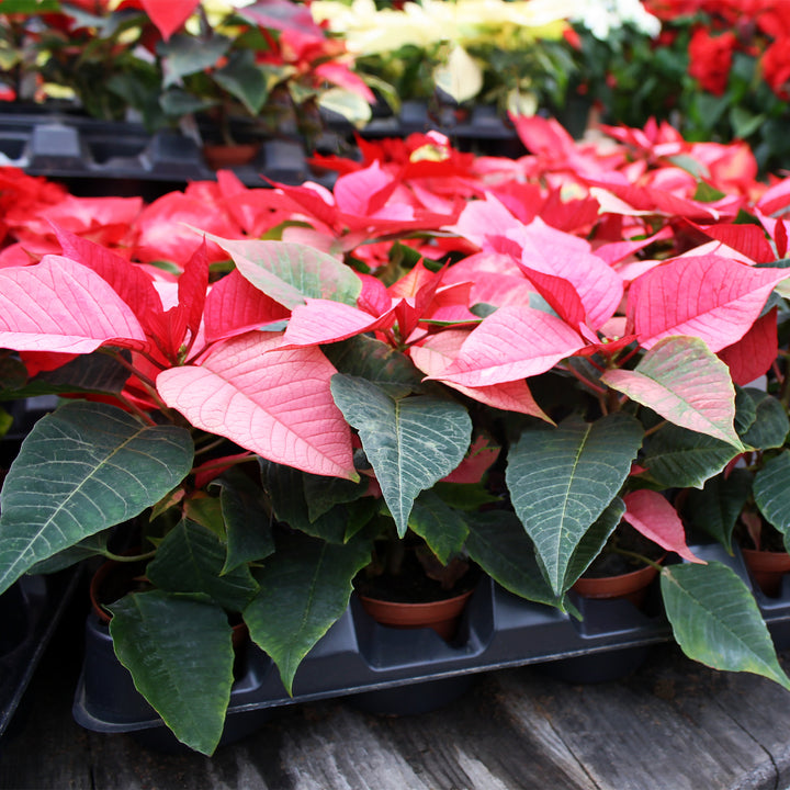 Poinsettia