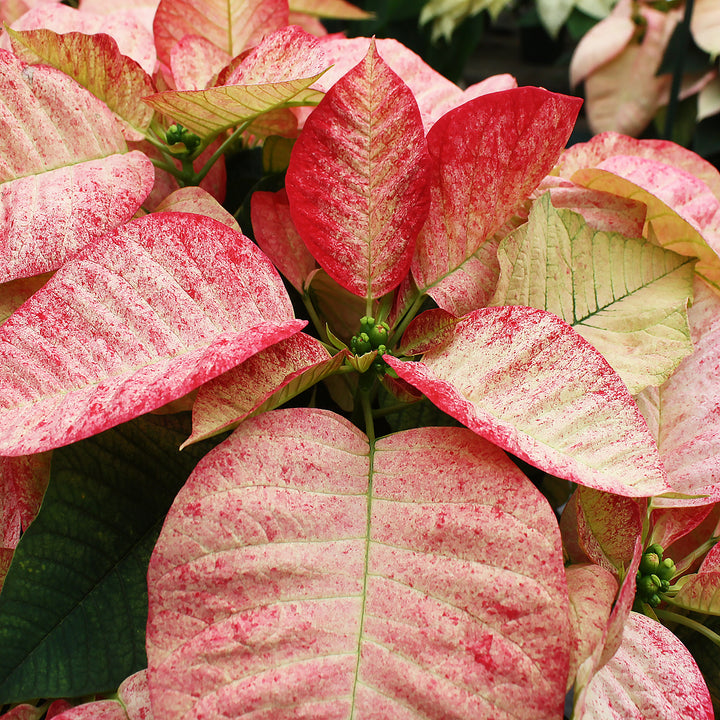 Poinsettia