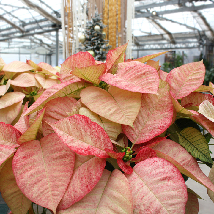 Poinsettia