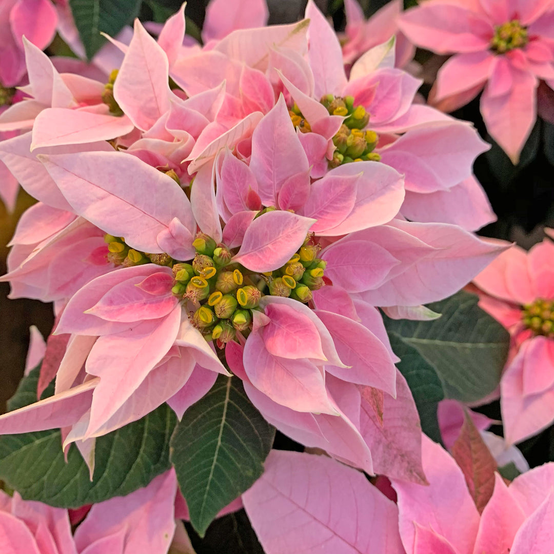 Poinsettia