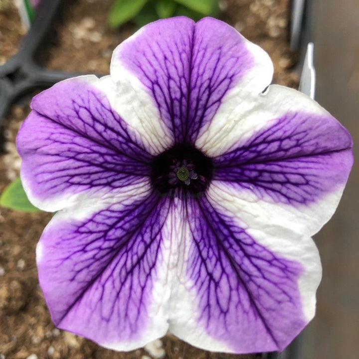 Petunia x 'Potunia Starfish' Premium Petunia, Annual