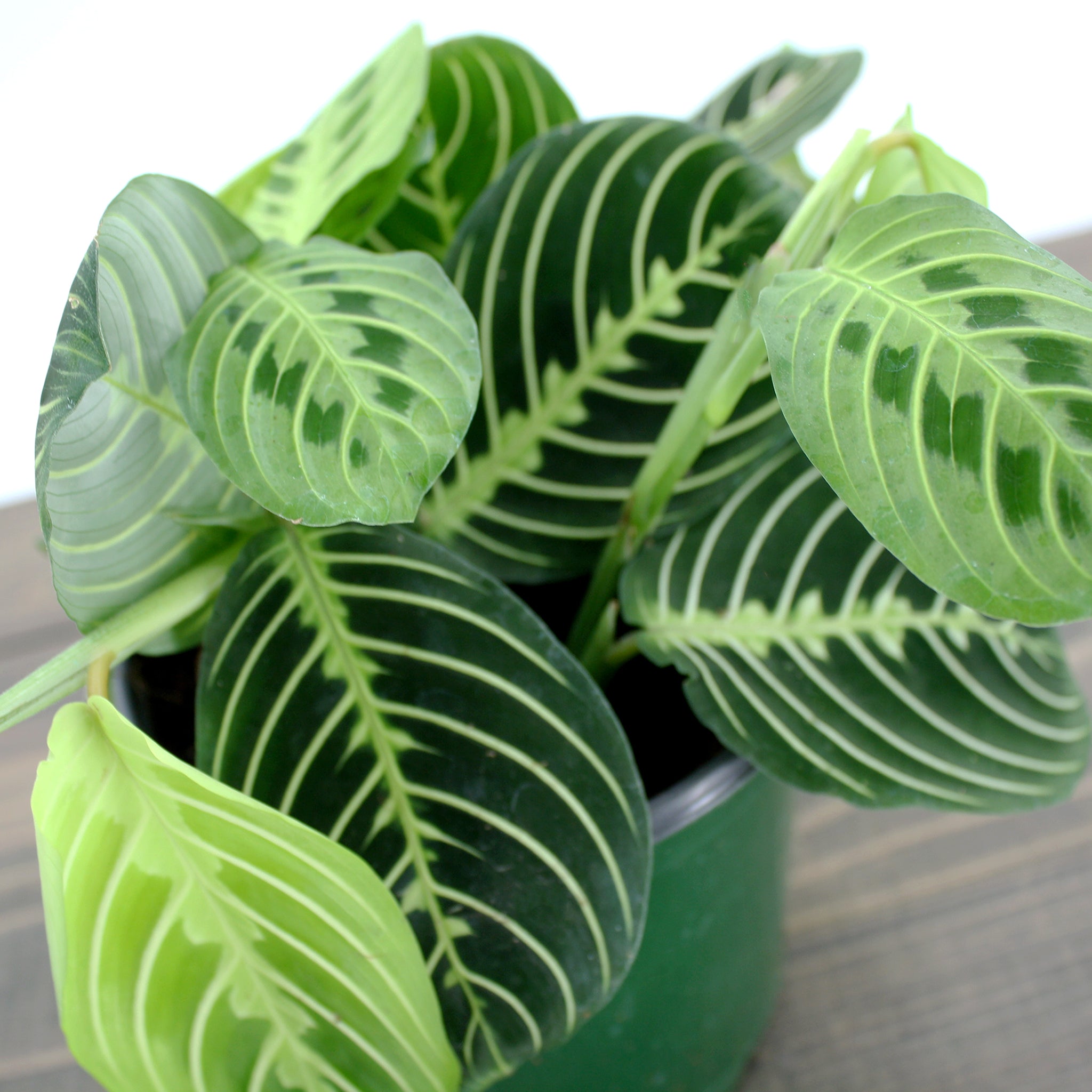 Superior Plant Sales 'Lemon Lime' Prayer Plant (Maranta leuconeura), 6 Inch houseplant