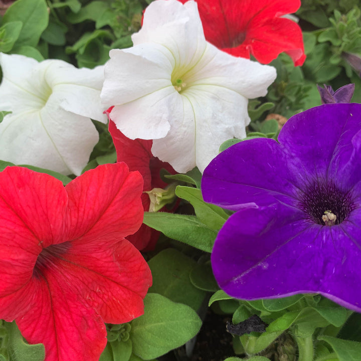 Petunia x 'Pretty Grand Flag Mix' Seed Petunia, Annual