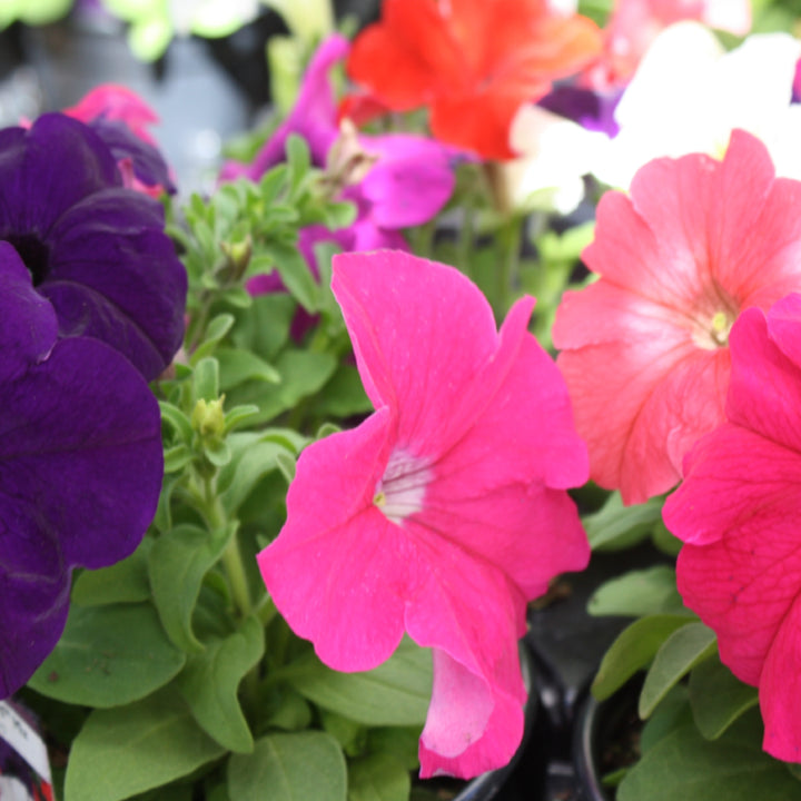 Petunia x 'Pretty Grand Mix' Pretty Grand Mix Seed Petunia, Annual