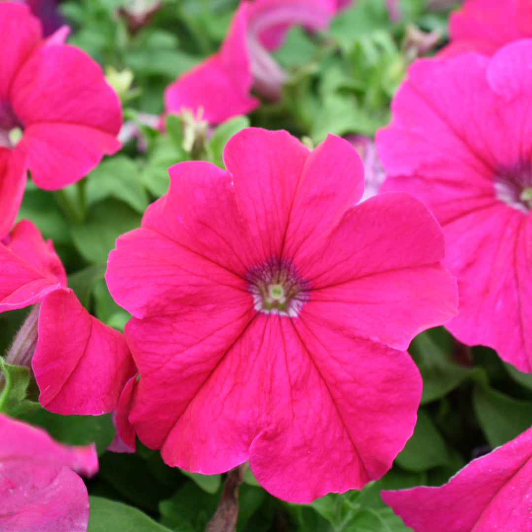 Petunia x 'PAS882676' Pretty Grand Rose Seed Petunia, Annual