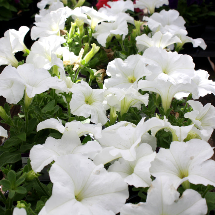 Petunia x 'PAS882680' Pretty Grand White Seed Petunia, Annual