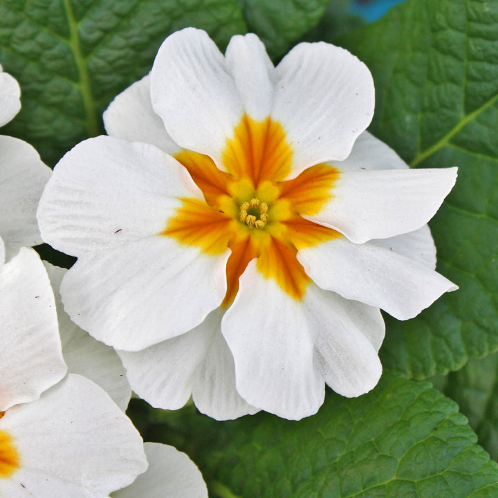 Common Primrose