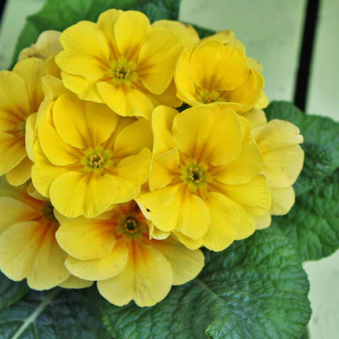 Common Primrose