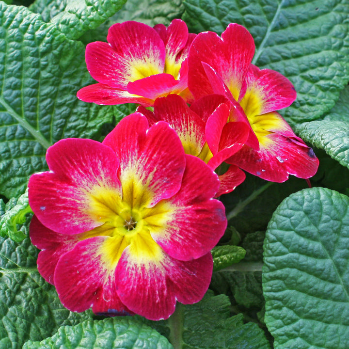 Common Primrose