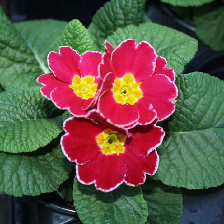 Common Primrose