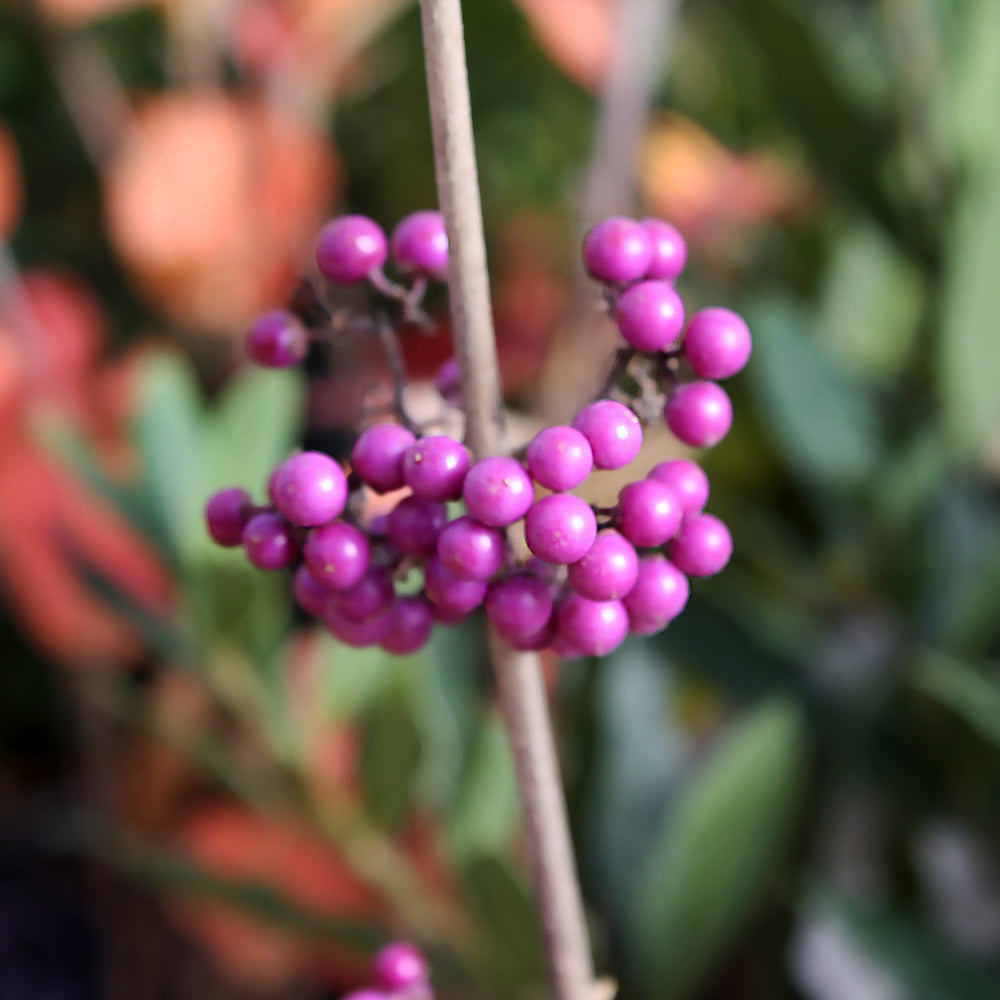 Callicarpa bodinieri 'Profusion' Beautyberry, Shrub