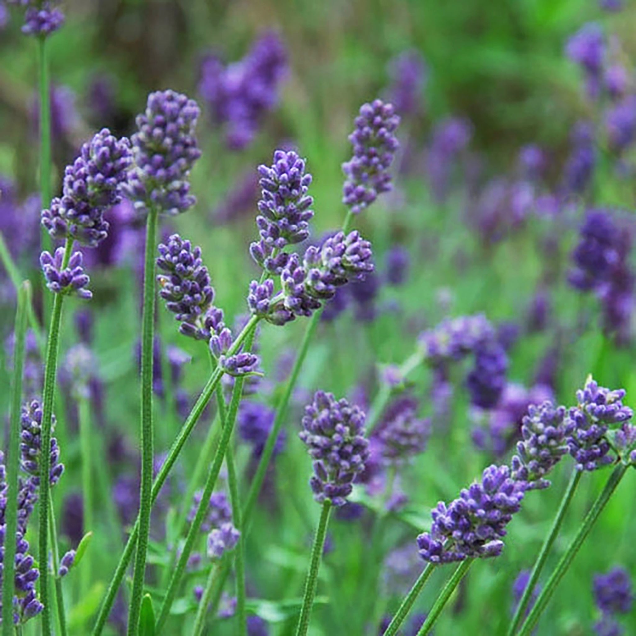 Lavandin – Al's Garden & Home