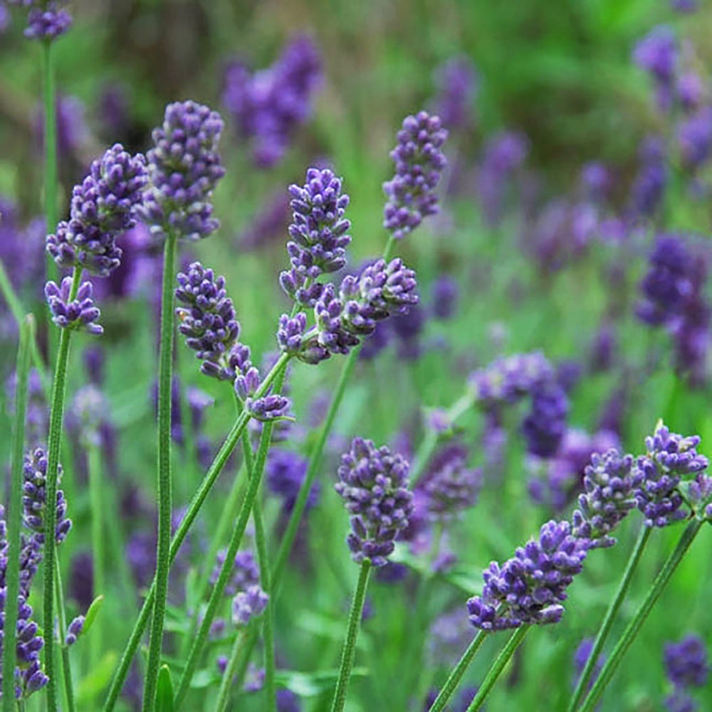 Lavandula x intermedia 'Provence' Lavandin, Perennial