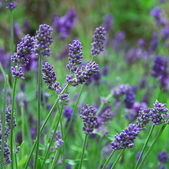 Lavandula x intermedia 'Provence' Lavandin, Perennial