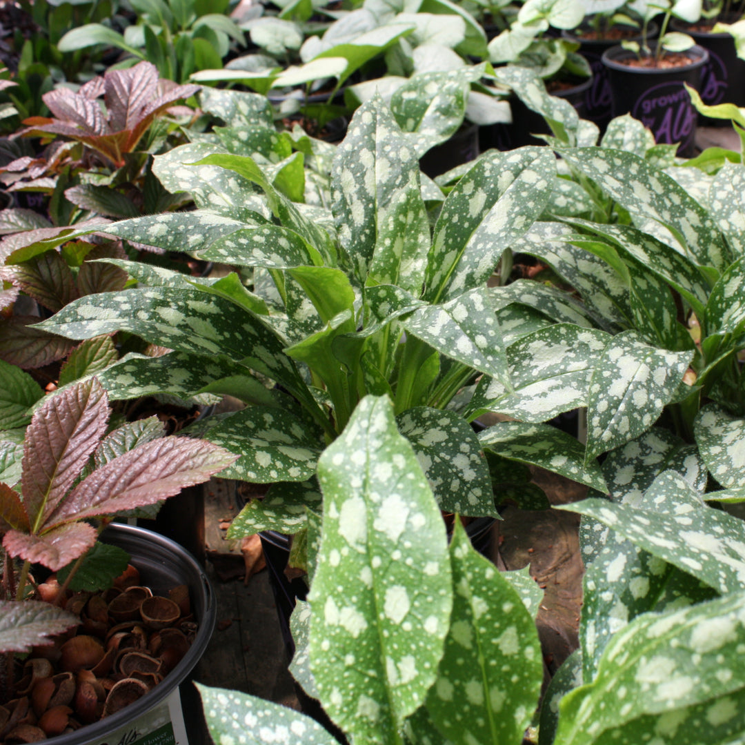 Lungwort