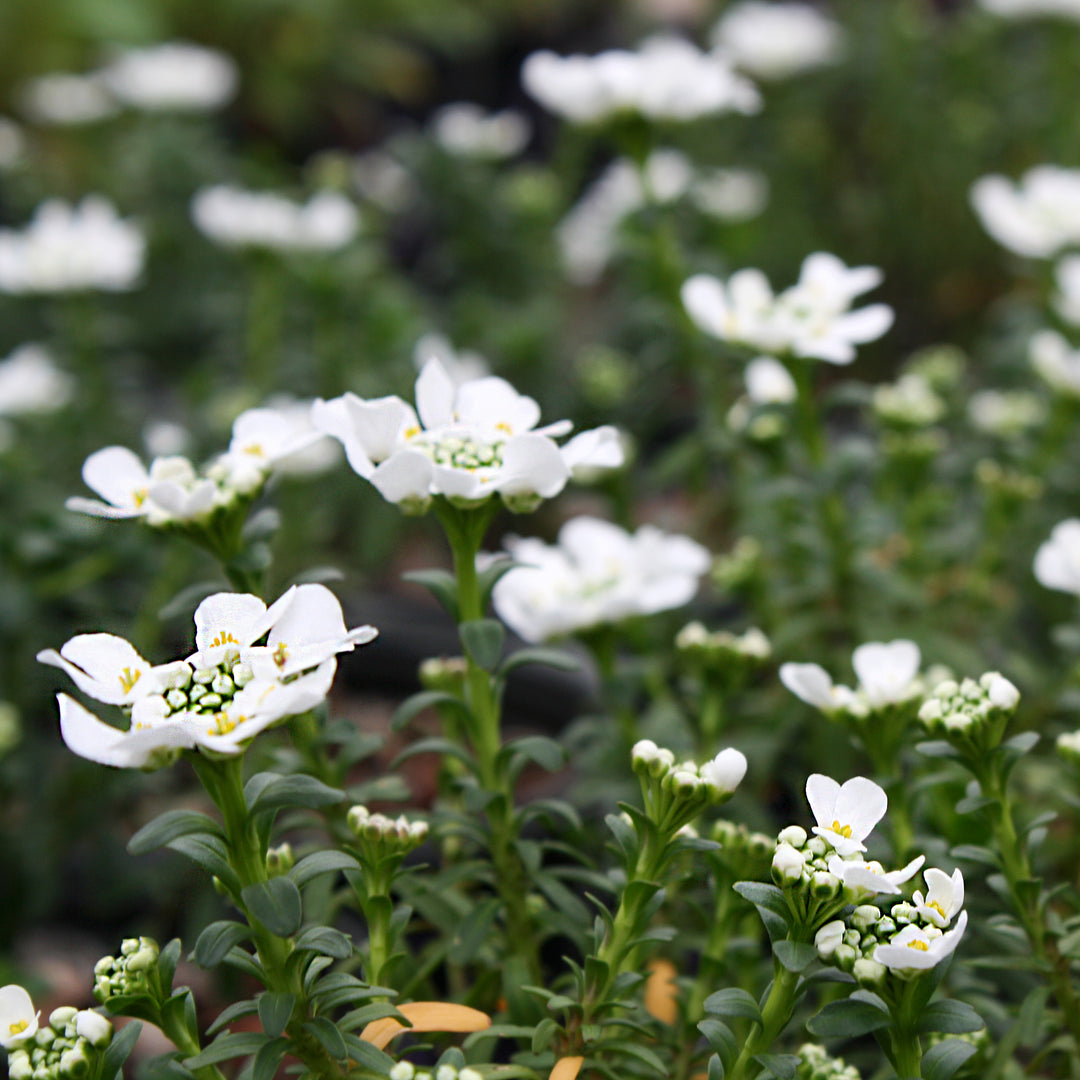 Iberis sempervirens 'Purity' Candytuft, Perennial