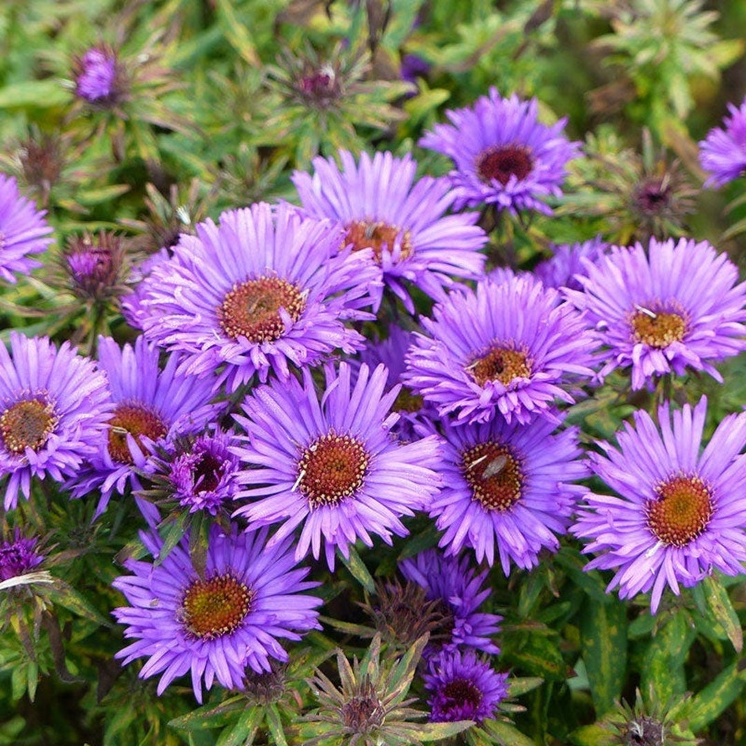 Al's Garden & Home generic Annual Aster (Aster), 4 Inch annual