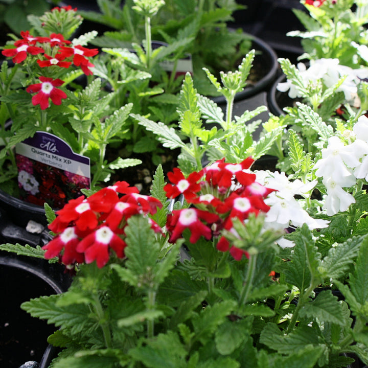 Verbena x 'Quartz Mix Xp' Quartz XP Mix Verbena, Annual
