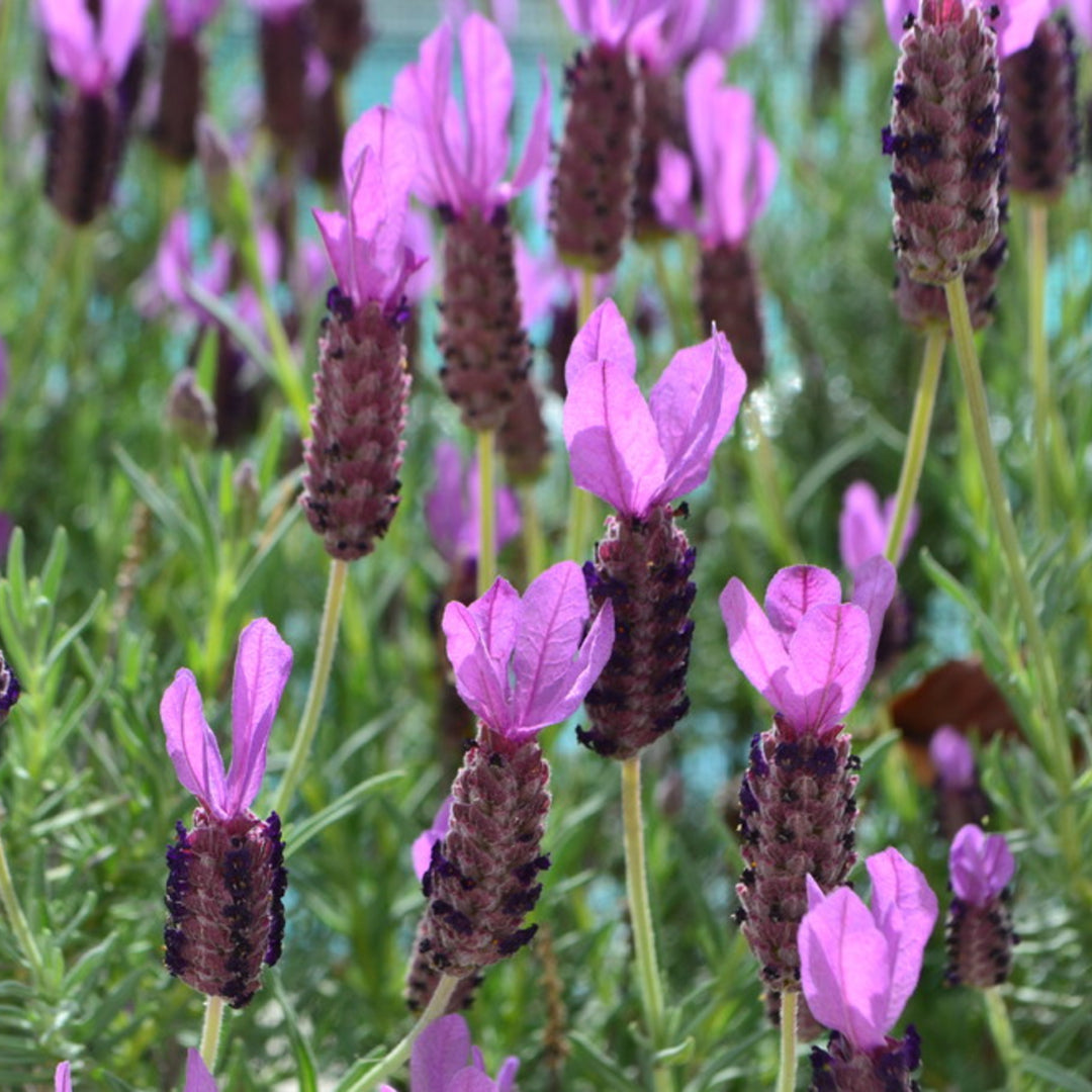 Al's Garden & Home 'Quasti' Spanish Lavender (Lavandula stoechas), 5 Inch perennial