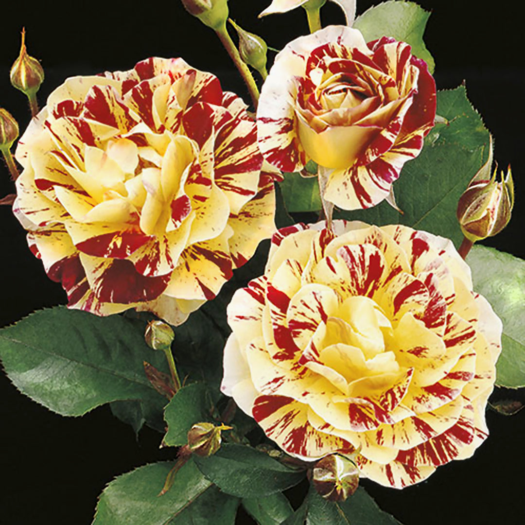 Weeks Roses - George Burns™ Floribunda Rose