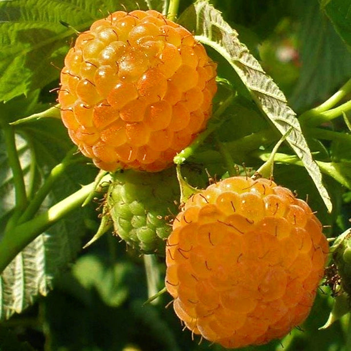 Al's Garden & Home 'Fall Gold' Raspberry (Rubus ideaus), 1 Gallon edible vine