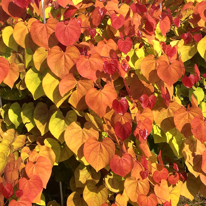 Al's Garden & Home 'Flame Thrower' Redbud (Cercis canadensis), 7 Gallon tree