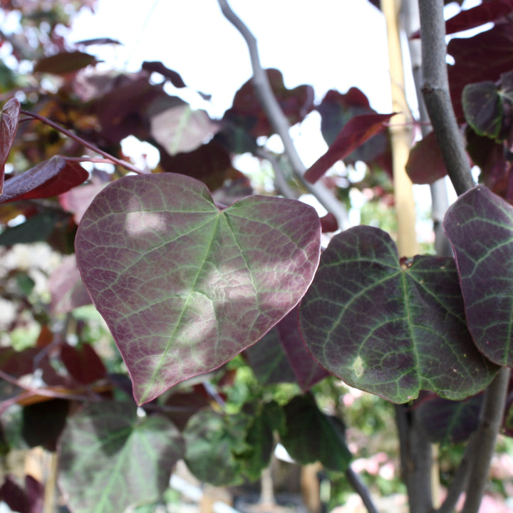 Al's Garden & Home 'Forest Pansy' Redbud (Cercis canadensis), 7 Gallon tree