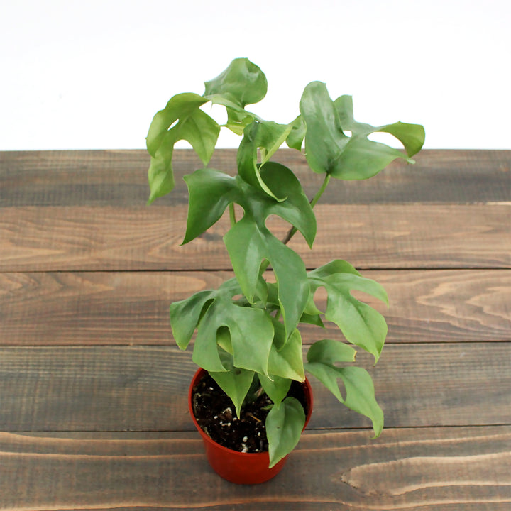 Al's Garden & Home generic Mini Monstera (Rhaphidophora tetrasperma), 4 Inch houseplant