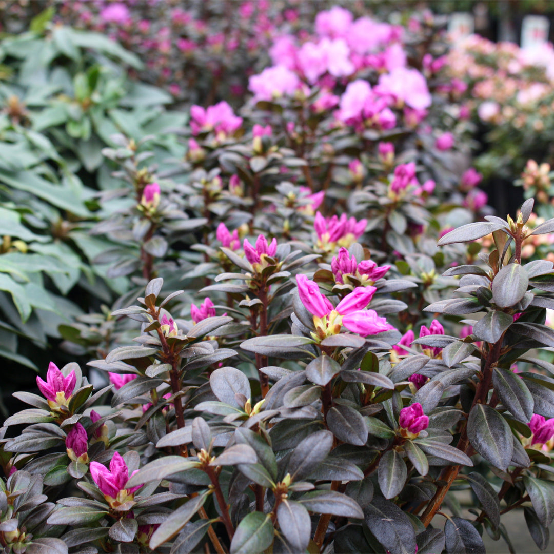 Azalea