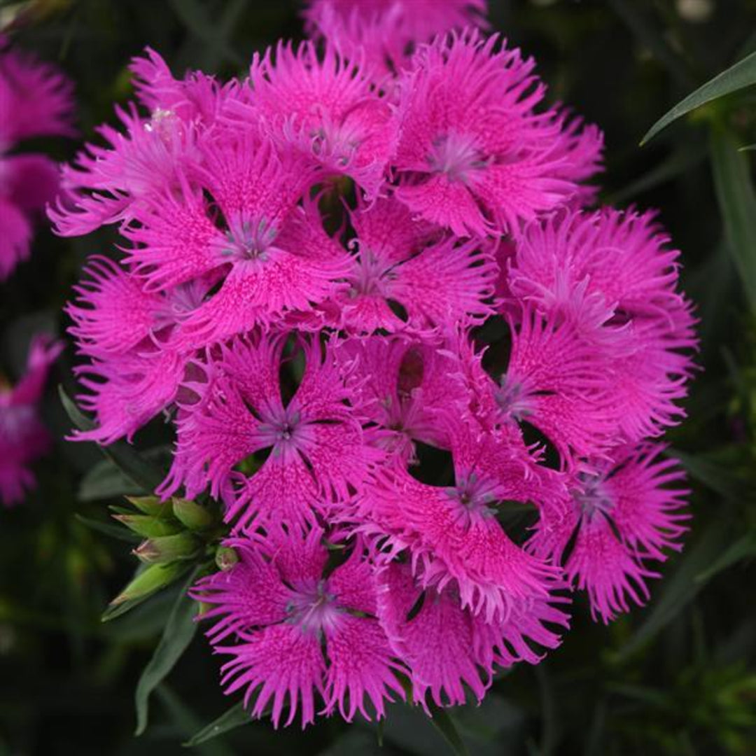 Perennial Dianthus - "Carnations"