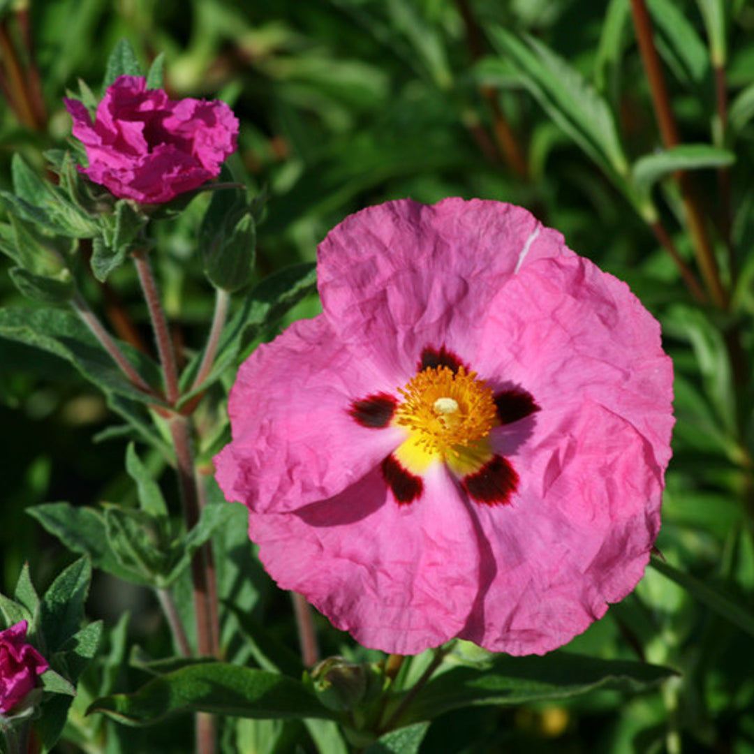 Purple Rockrose