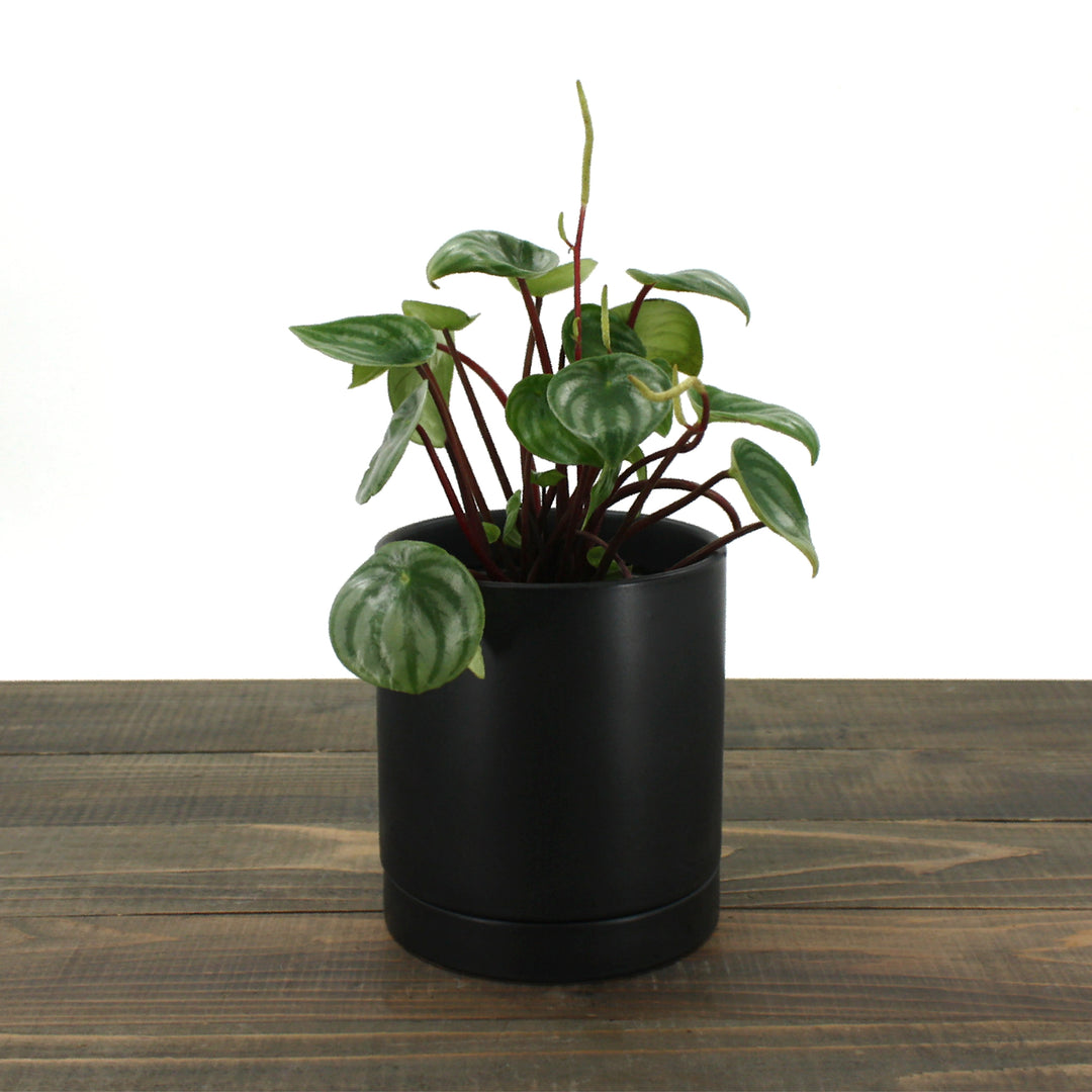 Romey Black Pot with Saucer for houseplants