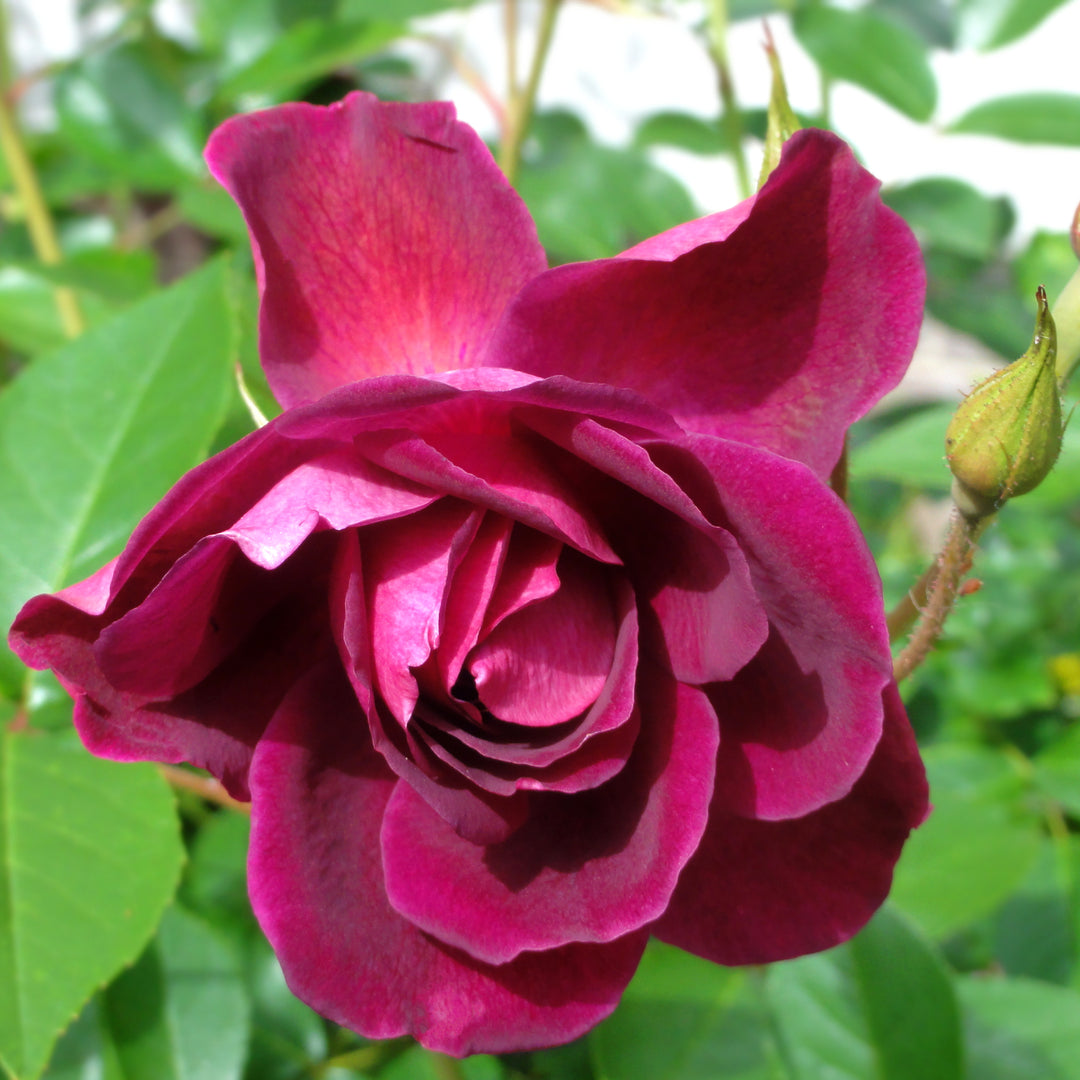Als Garden and Home Rose