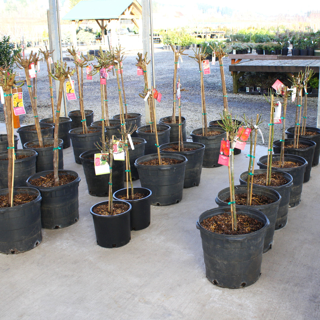 Hybrid Tea Rose Tree