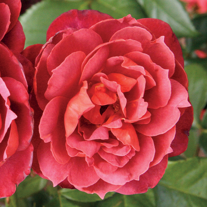 Floribunda Rose - 'Hot Cocoa™'