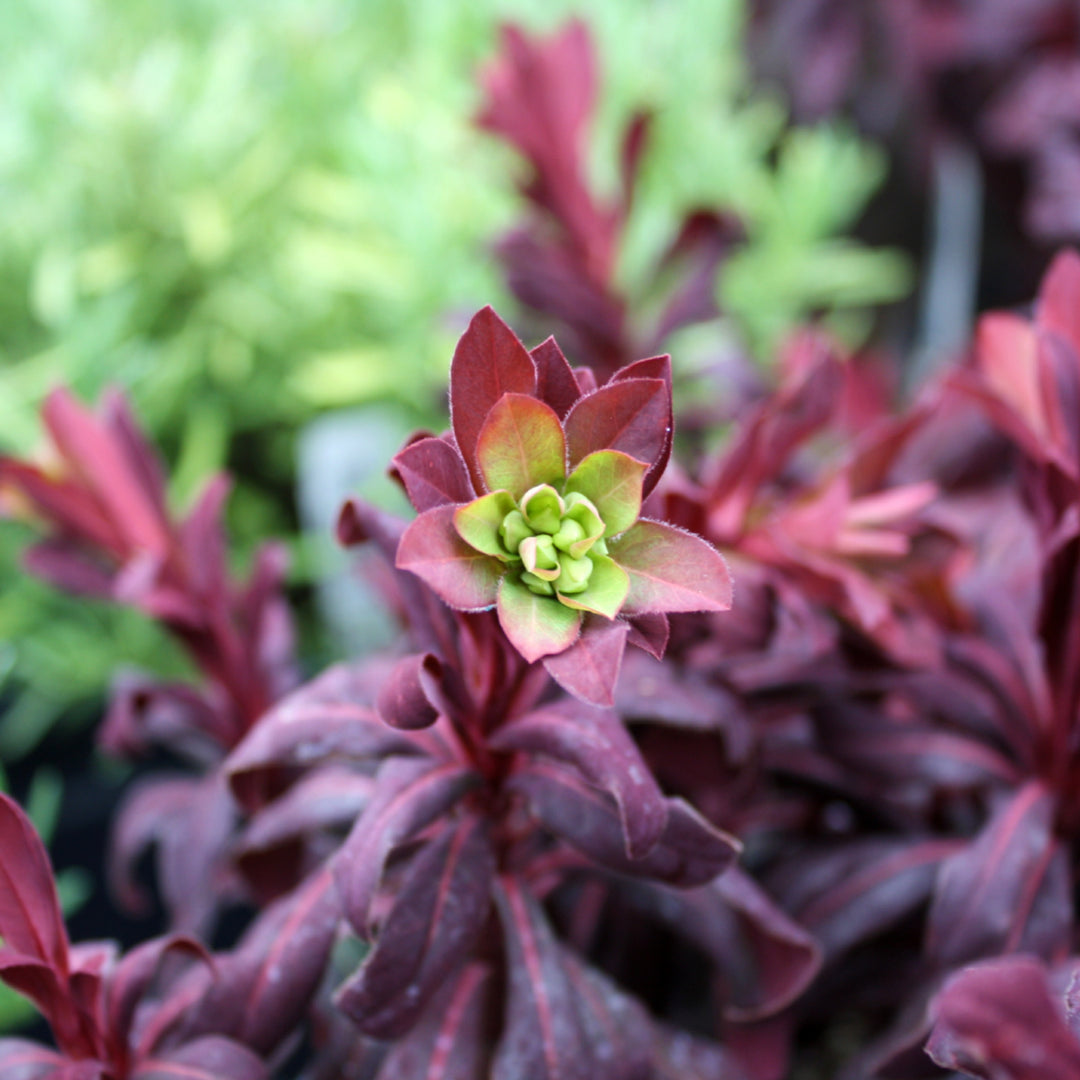 Euphorbia x 'Ruby Glow' Euphorbia, Perennial