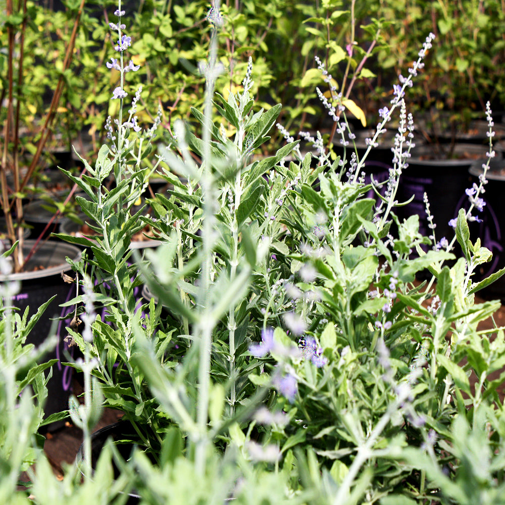 Al's Garden & Home 'Bluesette' Russian Sage (Perovskia), 1 Gallon perennial
