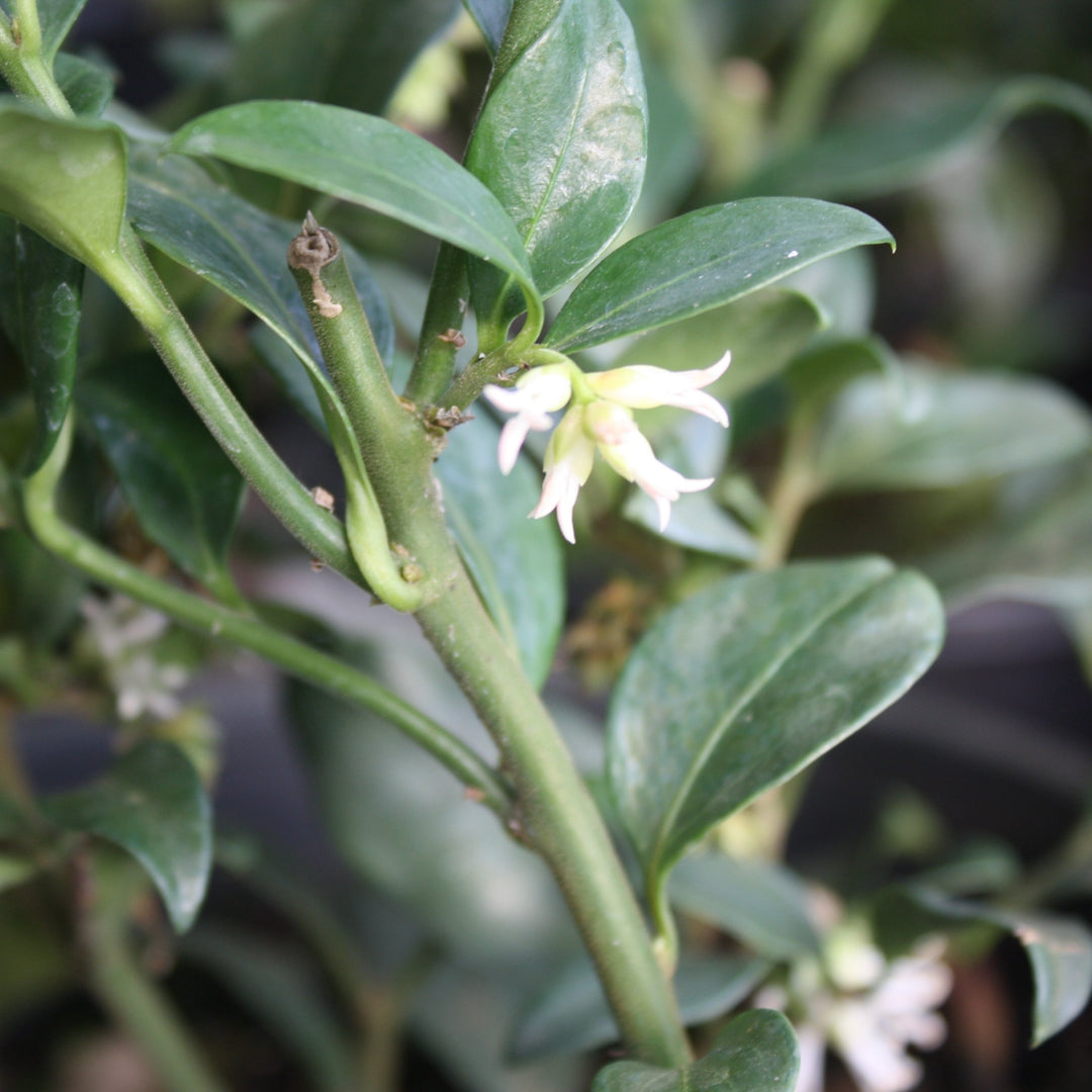 Sweet Box Sarcococca