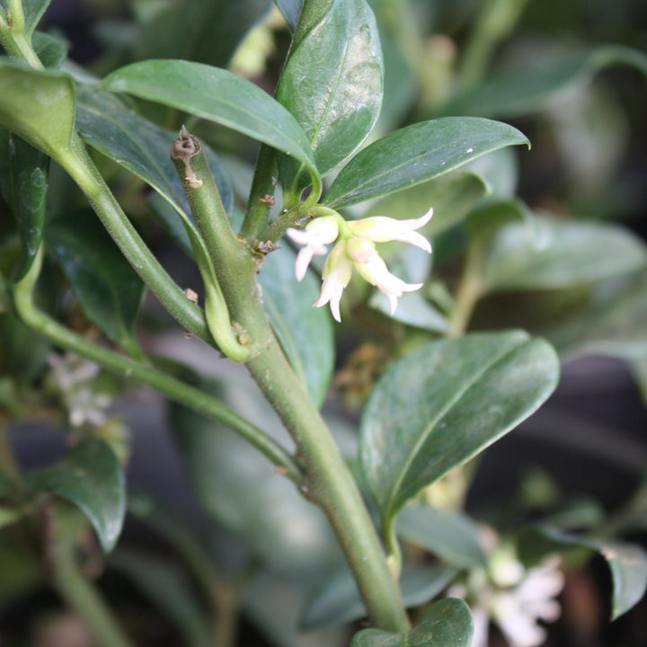 Farrell & Eder Nursery generic Fragrant Sweet Box (Sarcococca ruscifolia), 1 Gallon shrub