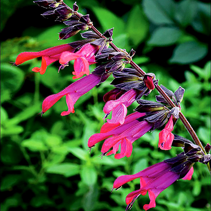 Al's Garden & Home 'Amante' Hardy Salvia (Salvia), 12 Inch perennial